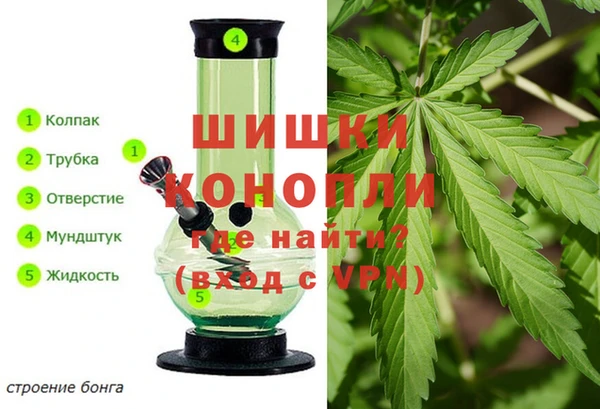 ГАЛЛЮЦИНОГЕННЫЕ ГРИБЫ Ельня